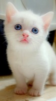 descargar wallpaper de animales